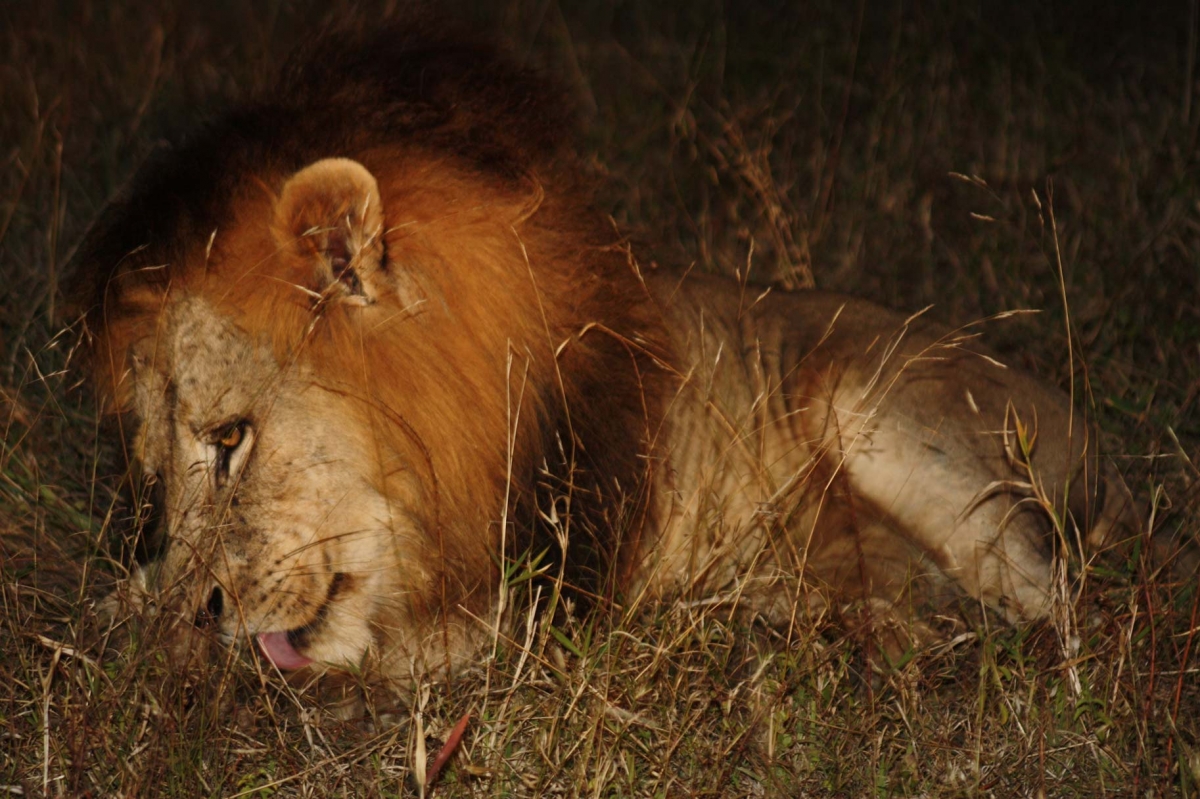 African Lions South Africa Disc2 169 